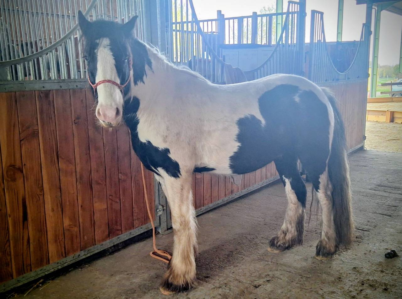 Irish cob 