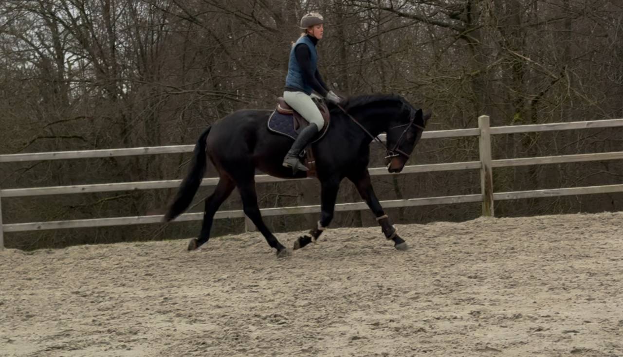 Cheval de dressage super polyvalent 