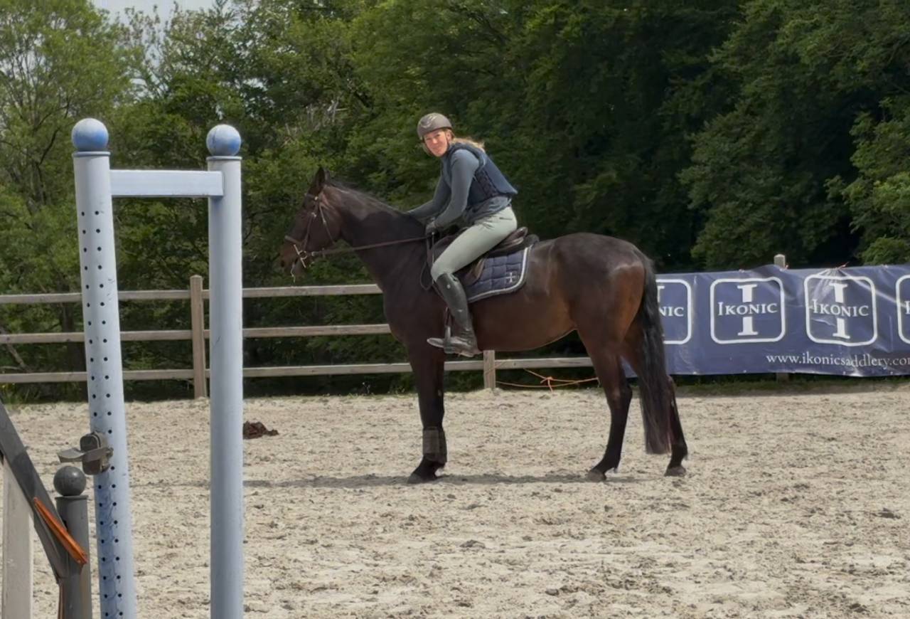 Cheval de dressage super polyvalent 