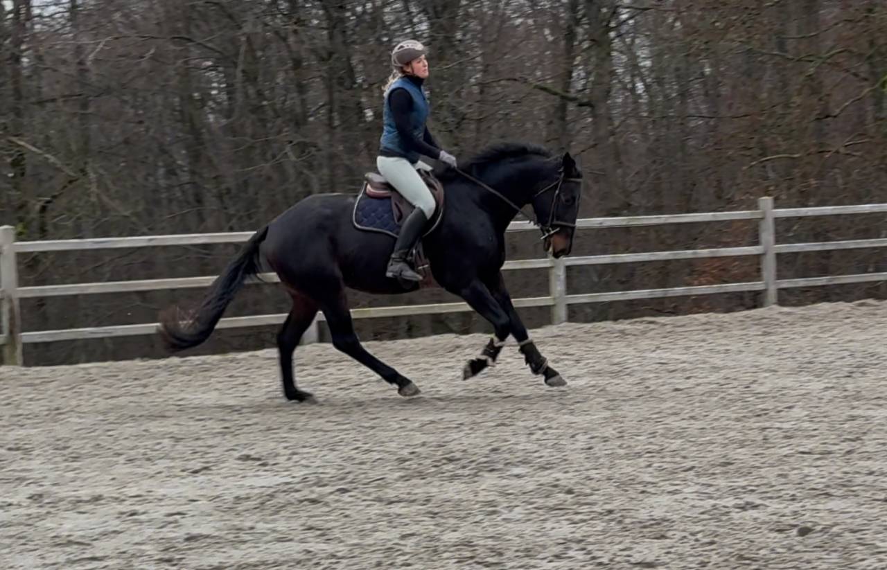 Cheval de dressage super polyvalent 