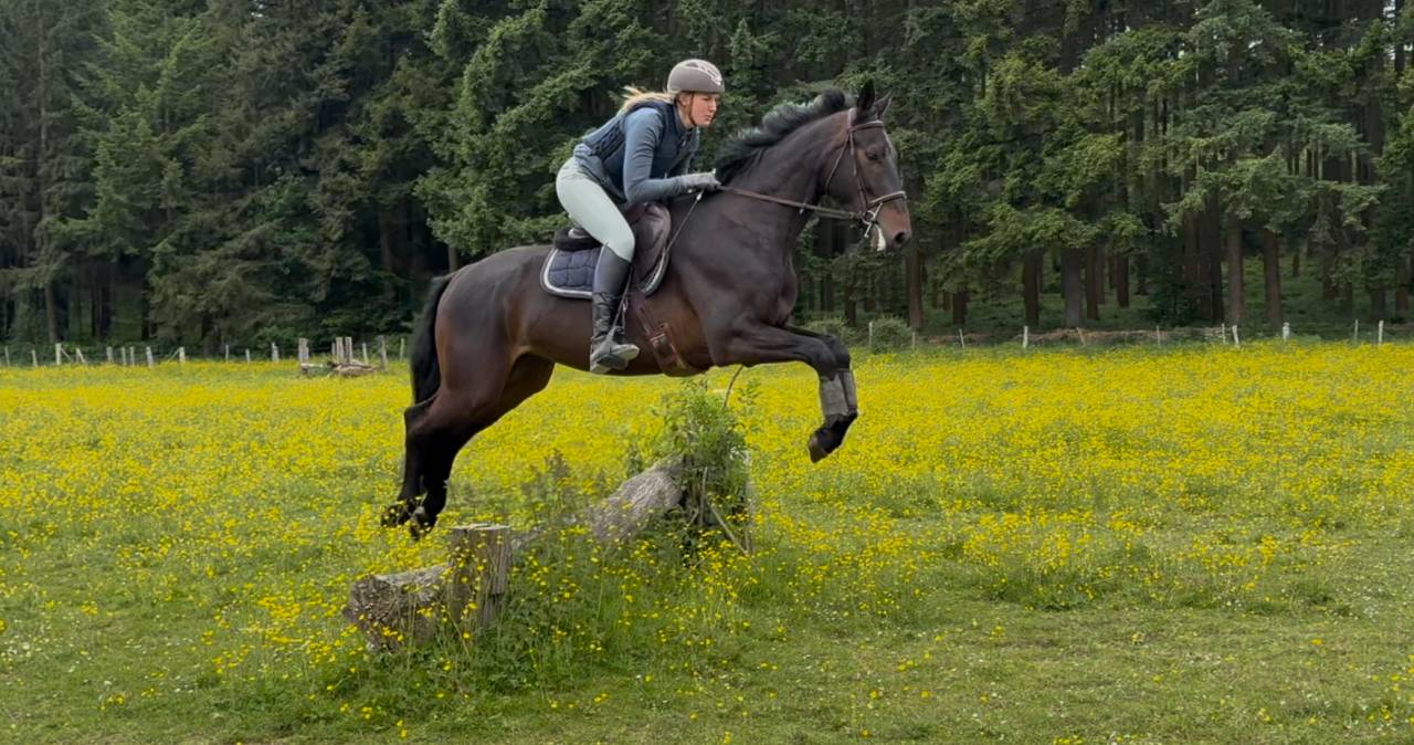 Cheval de dressage super polyvalent 
