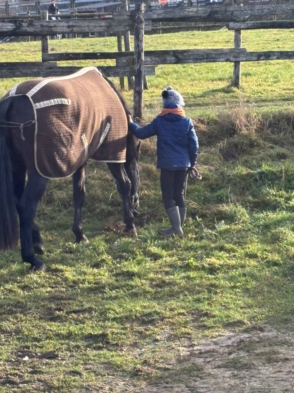 Cheval de dressage super polyvalent 