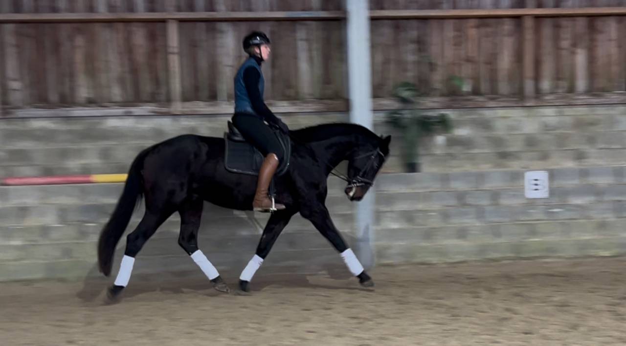 Cheval de dressage super polyvalent 