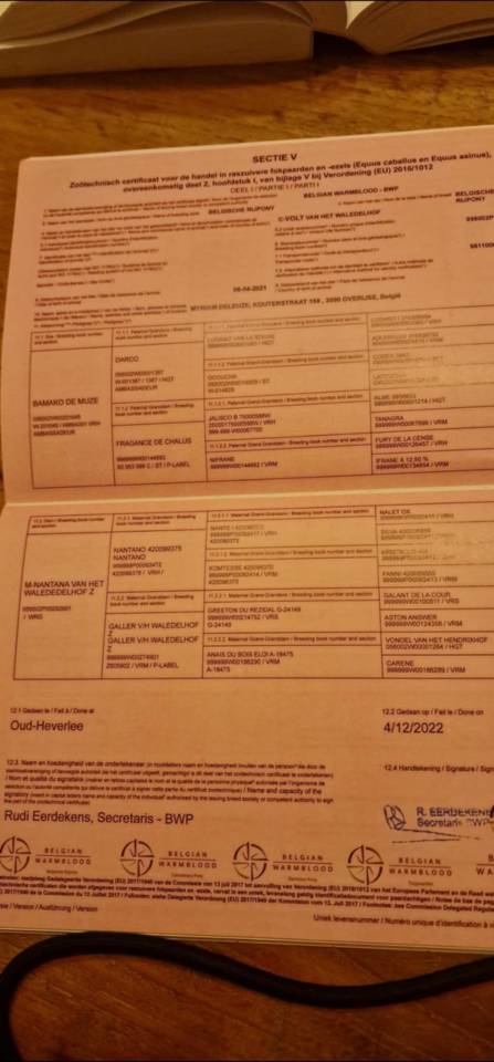 Super cheval prometteur de confiance 