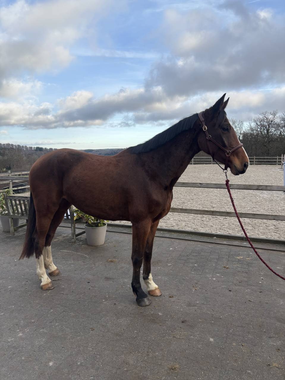 Super cheval prometteur de confiance 