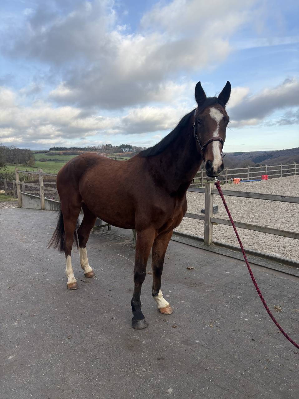 Super cheval prometteur de confiance 