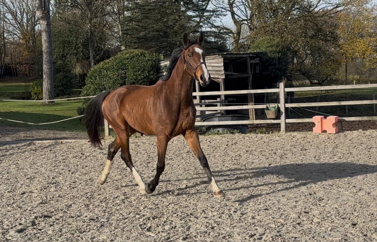 Super cheval prometteur de confiance 
