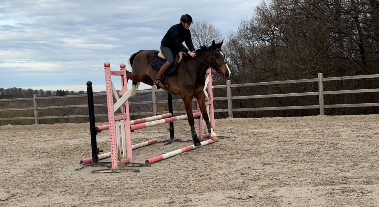 Super cheval prometteur de confiance 