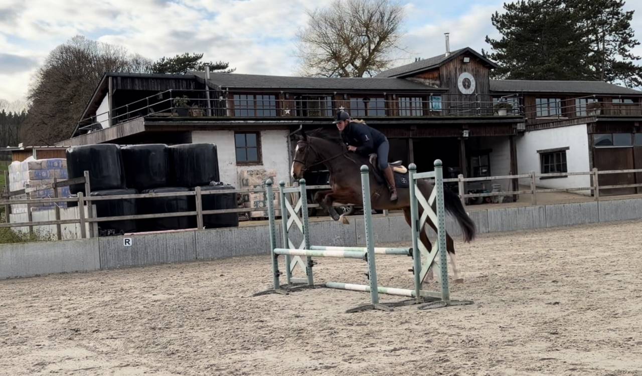 Super cheval prometteur de confiance 