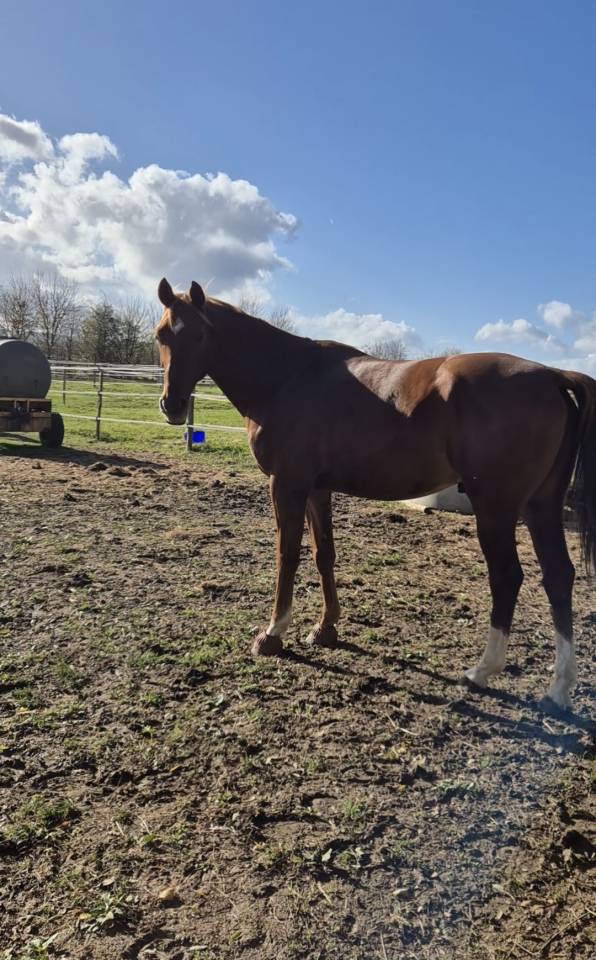 Cheval, Arabe, 5 Ans