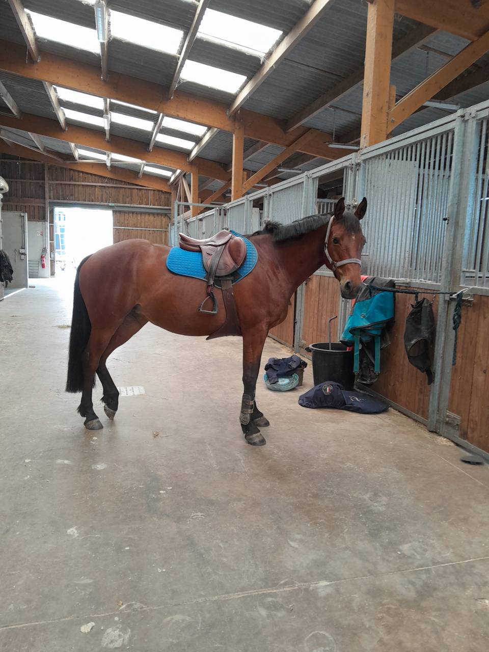 Jument de sport pour amateur