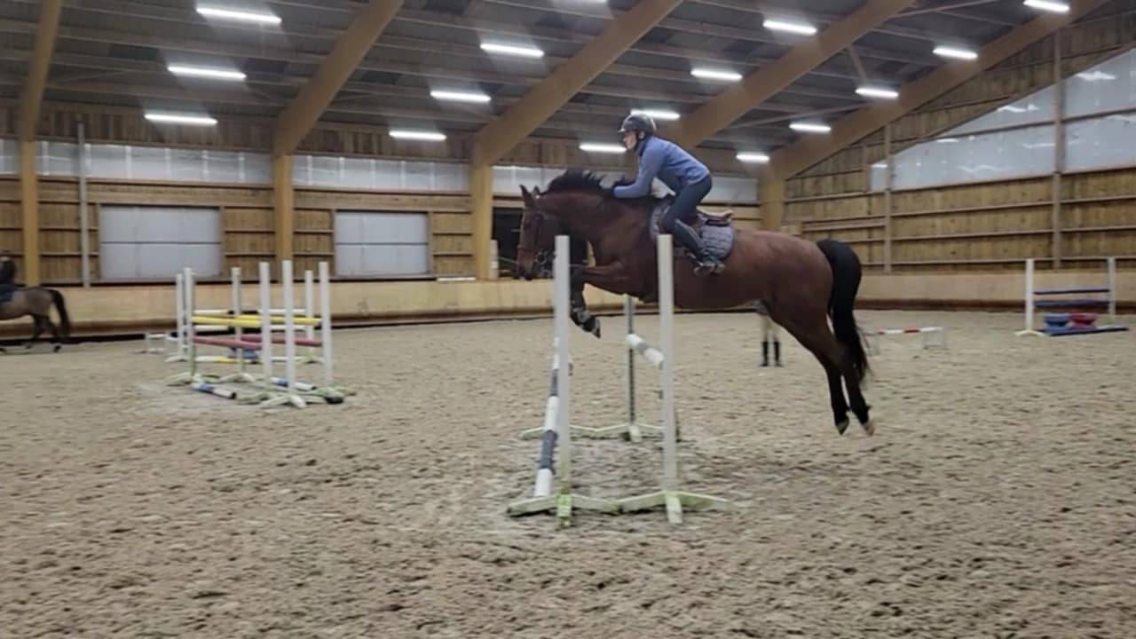 Jument de sport pour amateur