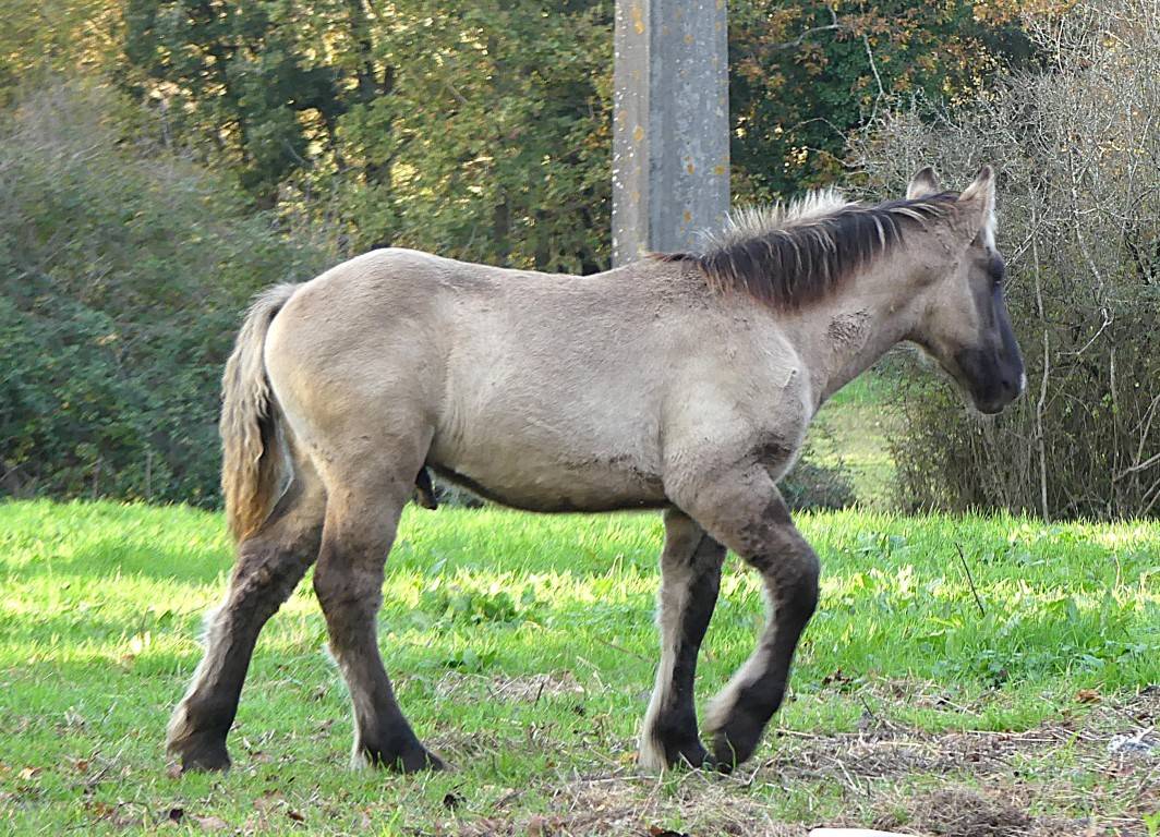 poulains "trait poitevin"