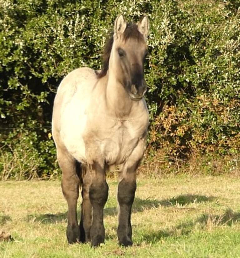 poulains "trait poitevin"