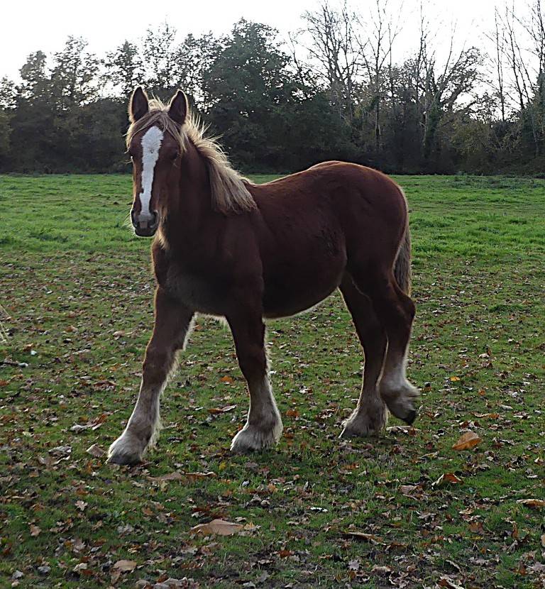 poulains "trait poitevin"