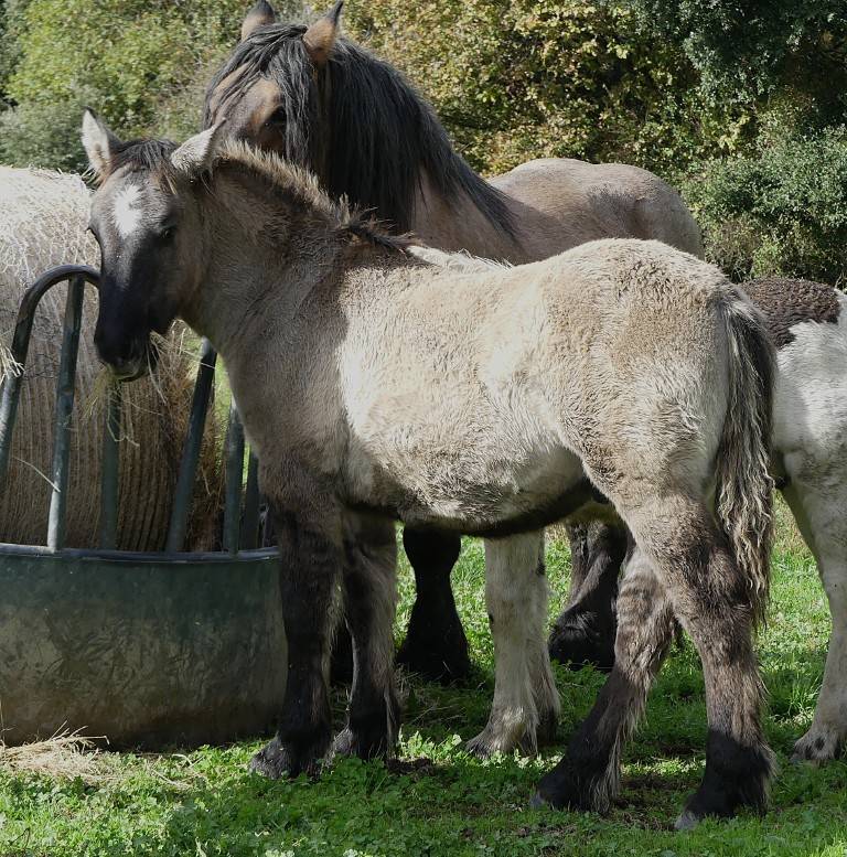 poulains "trait poitevin"