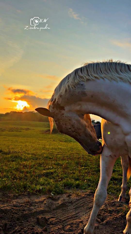 Un cheval comme un conte de fées ! 