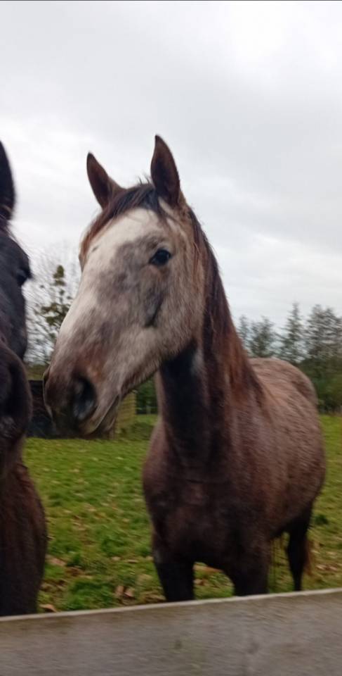 PS non debourré pour compagnie/balade