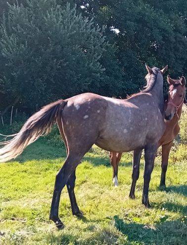 PS non debourré pour compagnie/balade