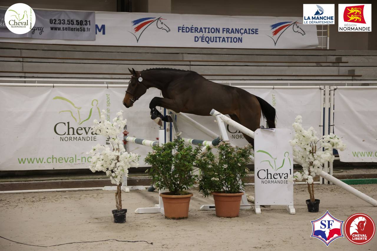 Vds Hongre 3 ans bai