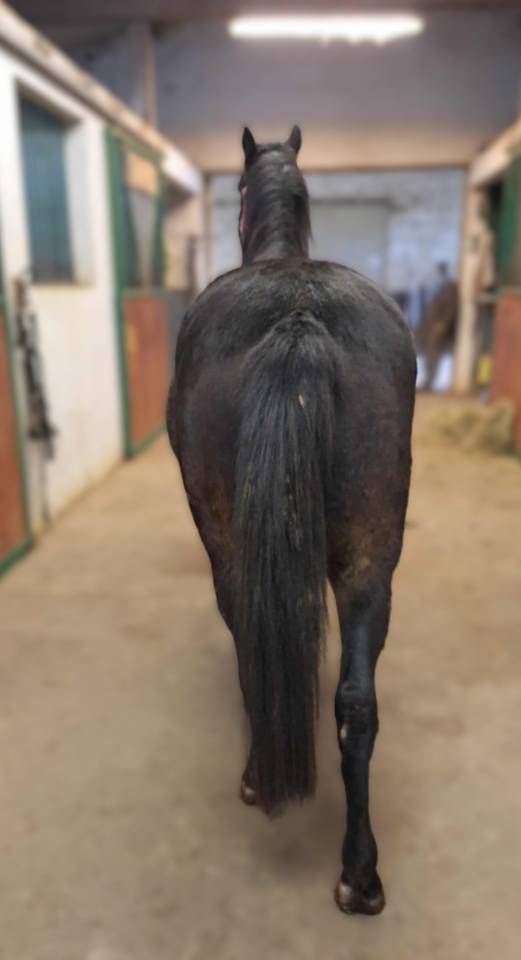 hongre PFS 3 ans non débourré