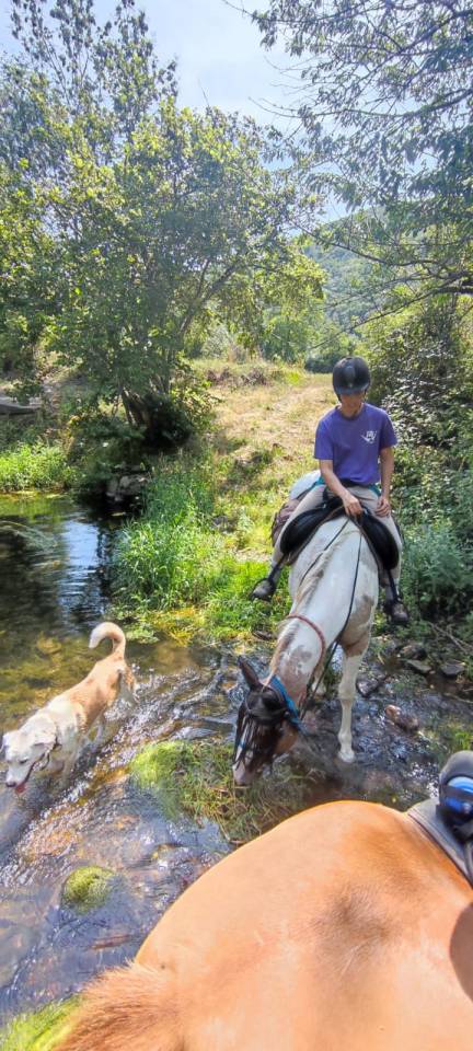 Hongre pintaloosa 7ans