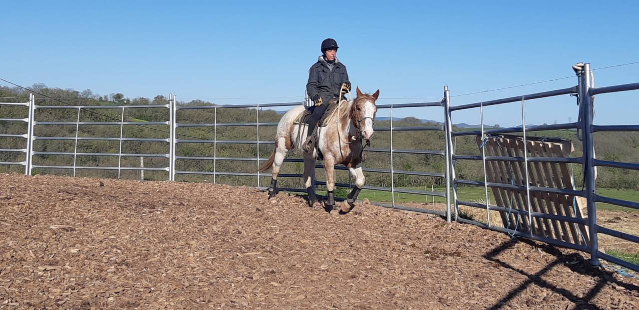 Hongre pintaloosa 7ans