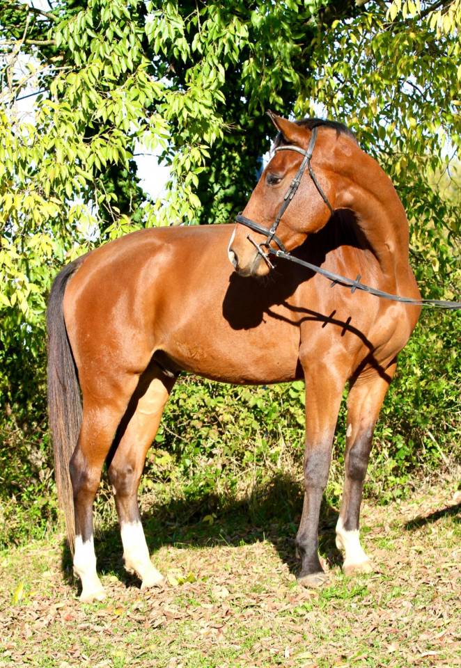 Hongre par Cooper Van de Heffinck - 3 ans 