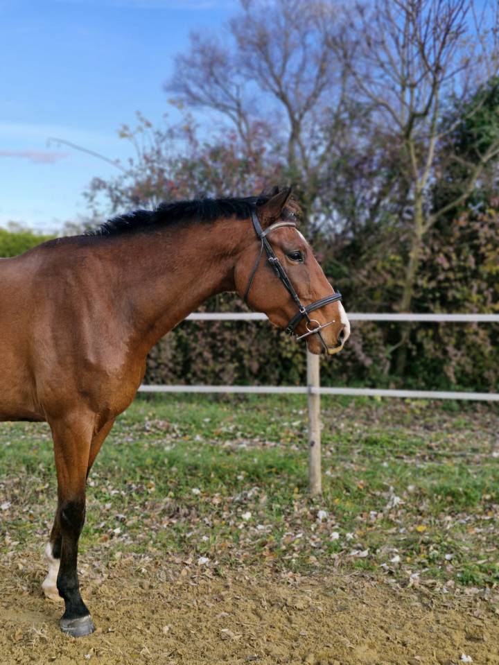 Hongre par Cooper Van de Heffinck - 3 ans 