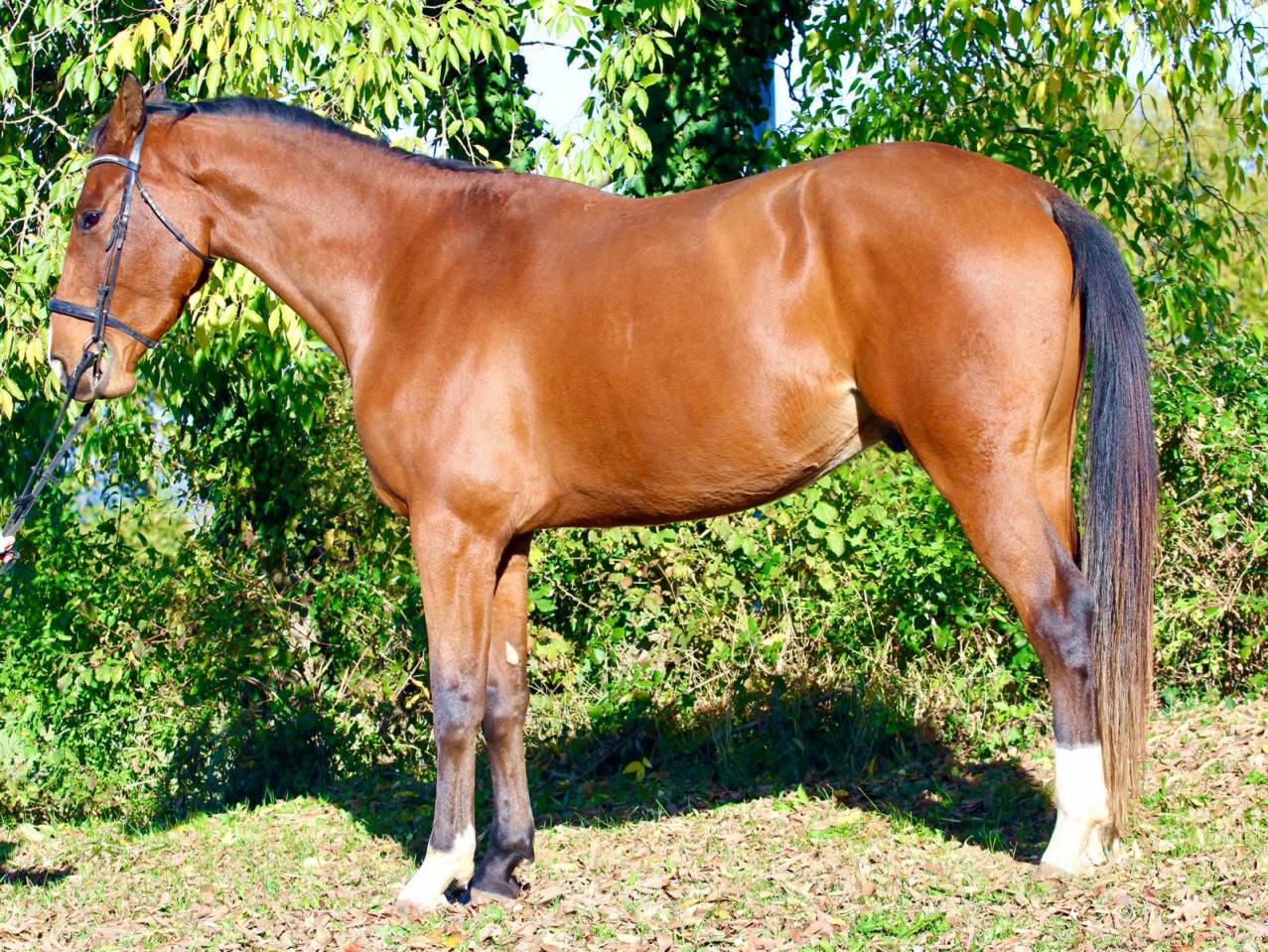 Hongre par Cooper Van de Heffinck - 3 ans 