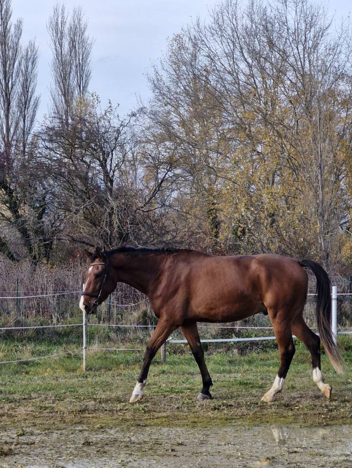 Hongre par Cooper Van de Heffinck - 3 ans 