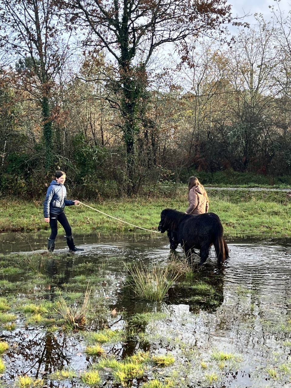 Magnifiques ponettes très bien éduquées