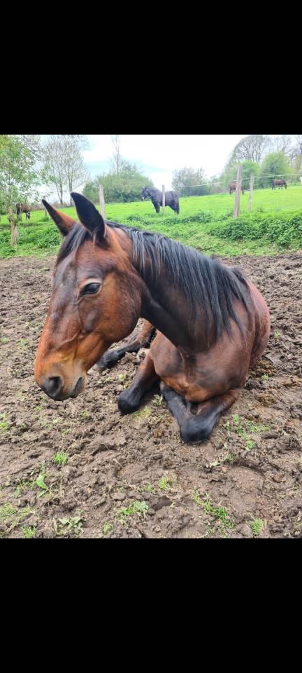Gentille Jument à prendre en demi-pension