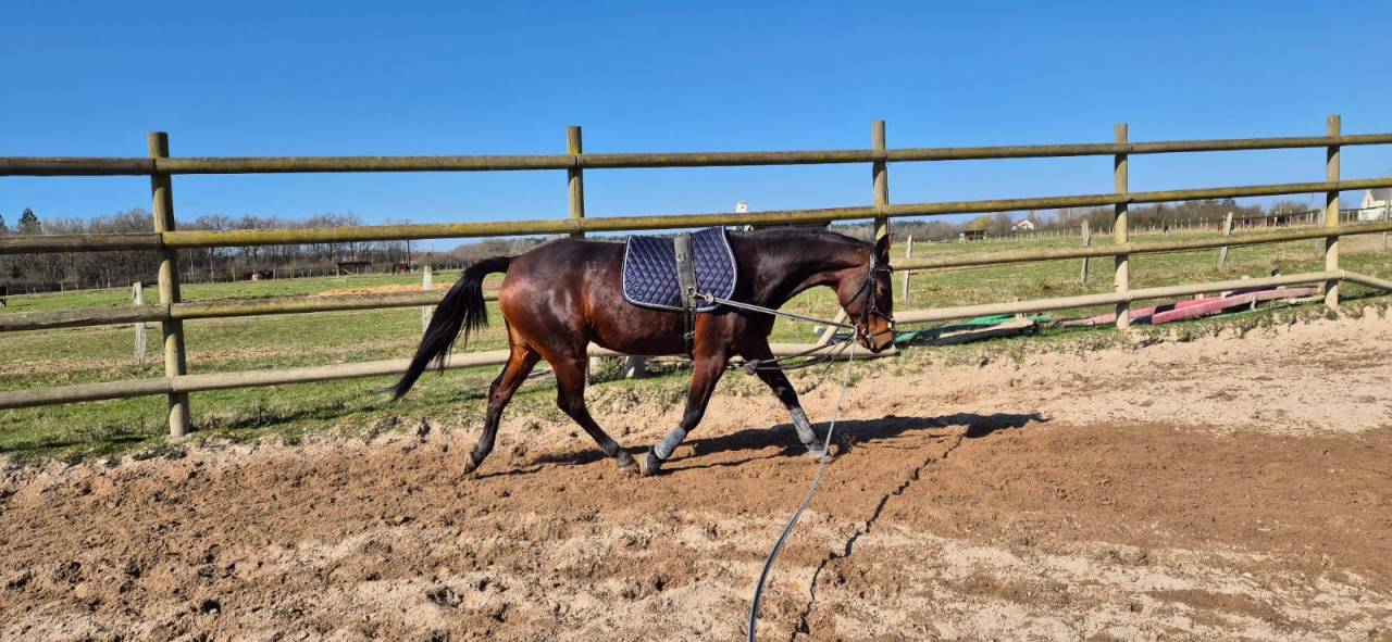 Gentille Jument à prendre en demi-pension