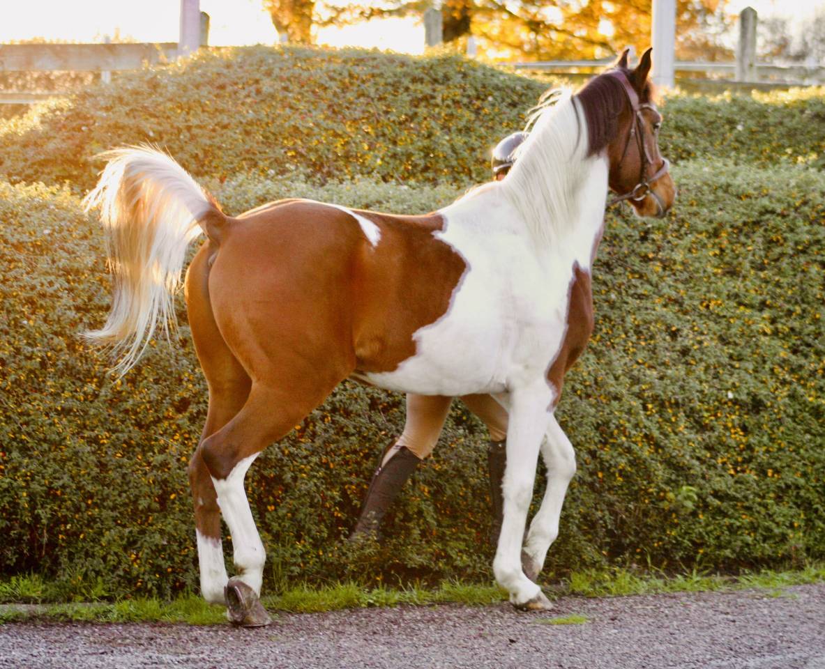 Cheval polyvalent 
