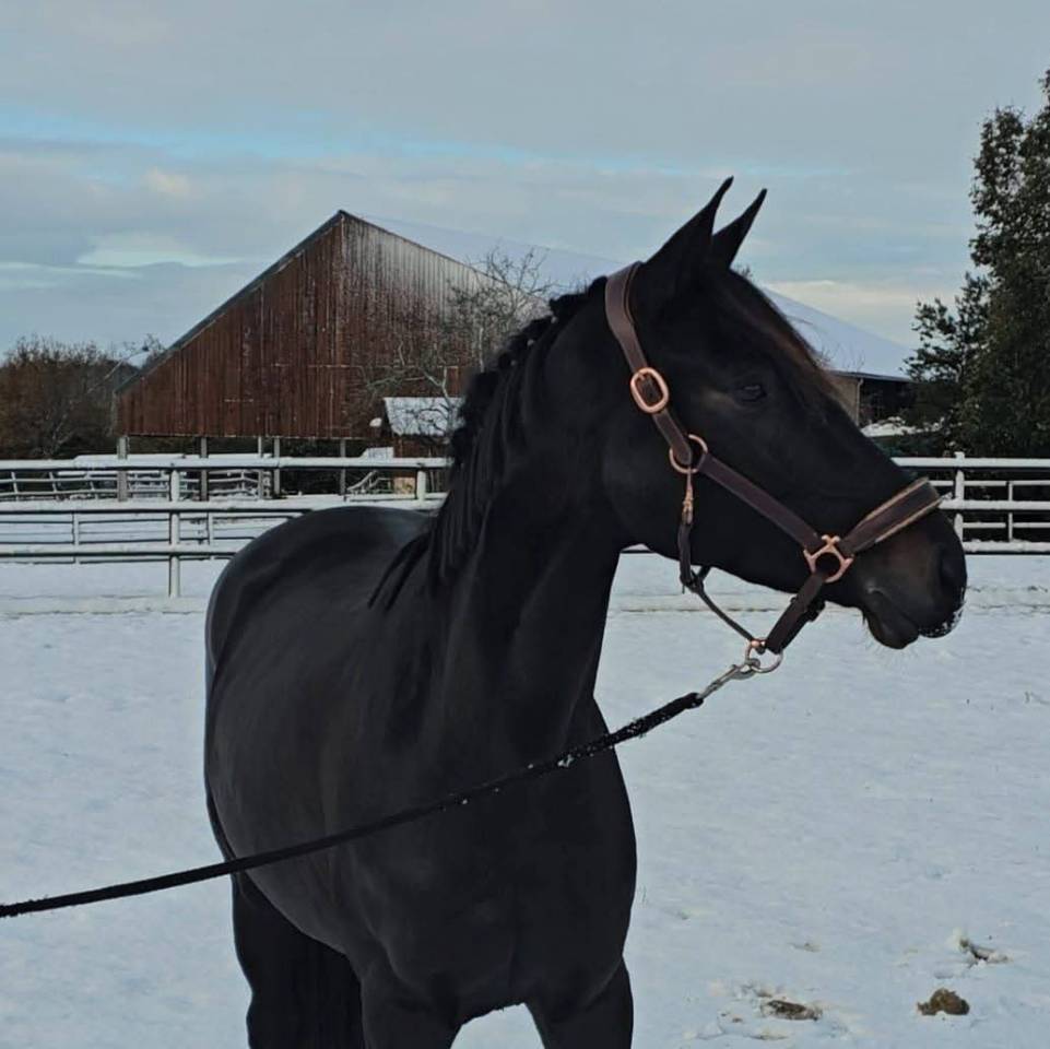 Jolie jument noire CSO de 5 ans à vendre
