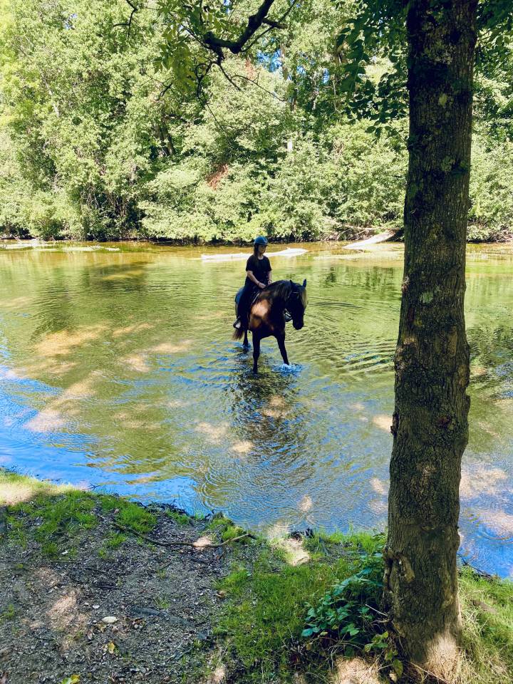 Hongre 9 ans cob croisé frison 