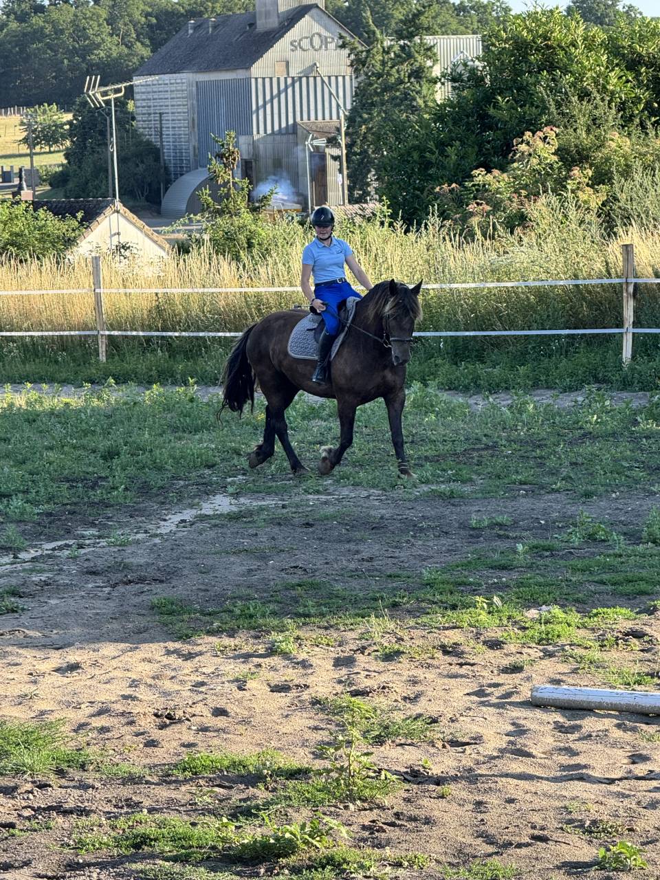 Hongre 9 ans cob croisé frison 