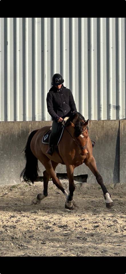 BWP de 12 ans Maitre d’Ecole