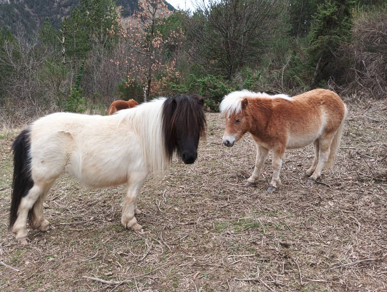 Poney poulain Shetland 