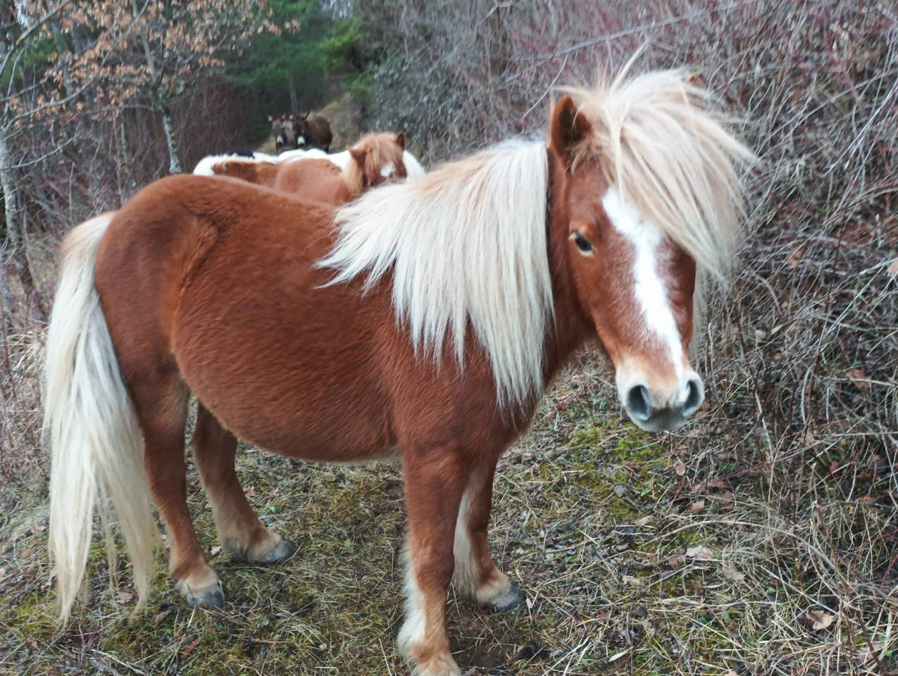 Poney poulain Shetland 