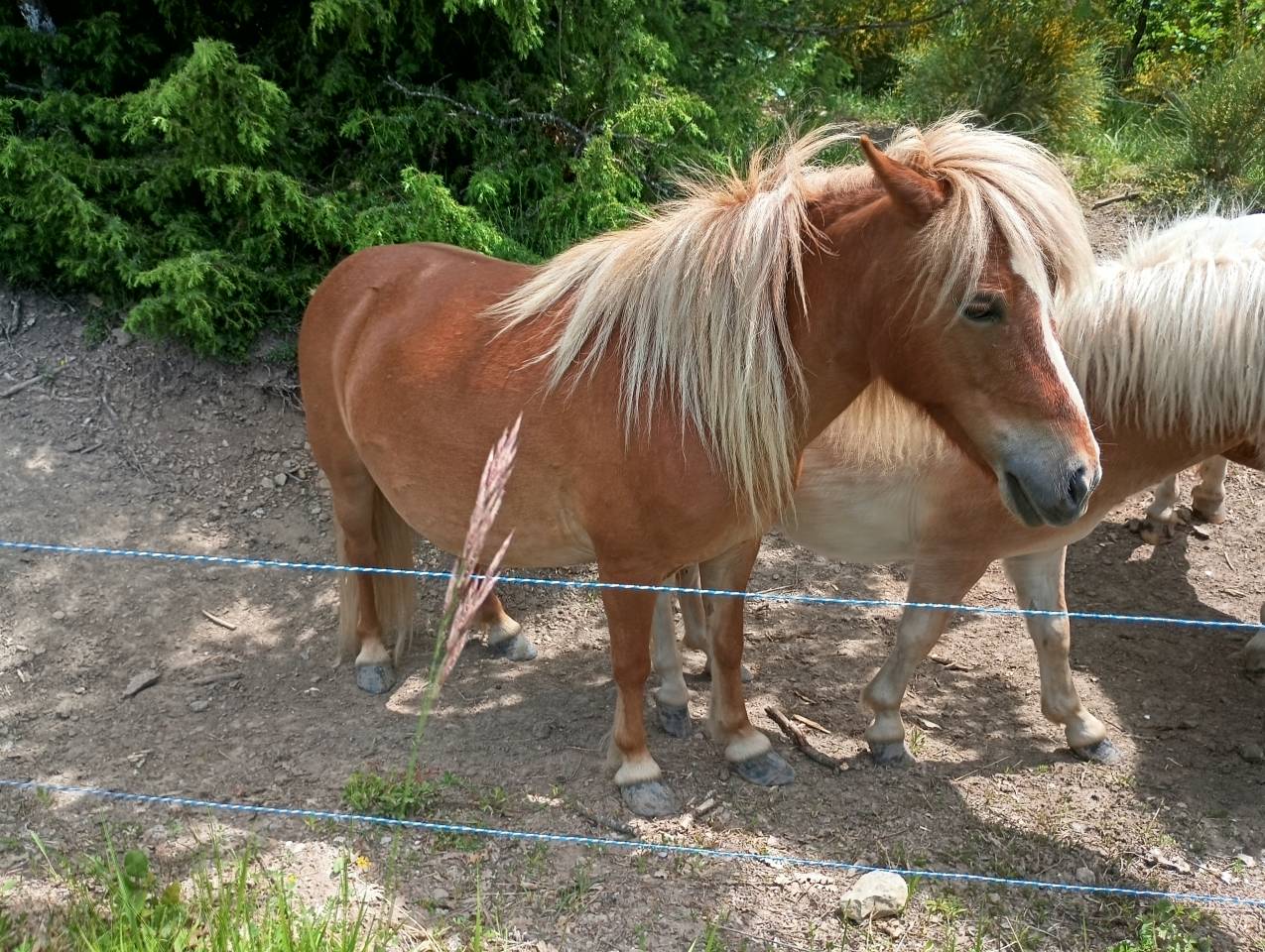 Poney poulain Shetland 