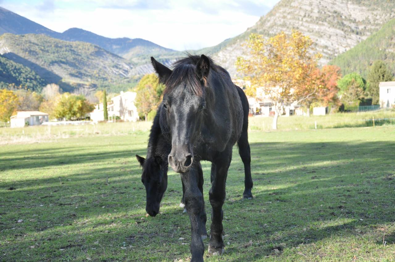 A Reserver Poulain Mérens male PHOENIX