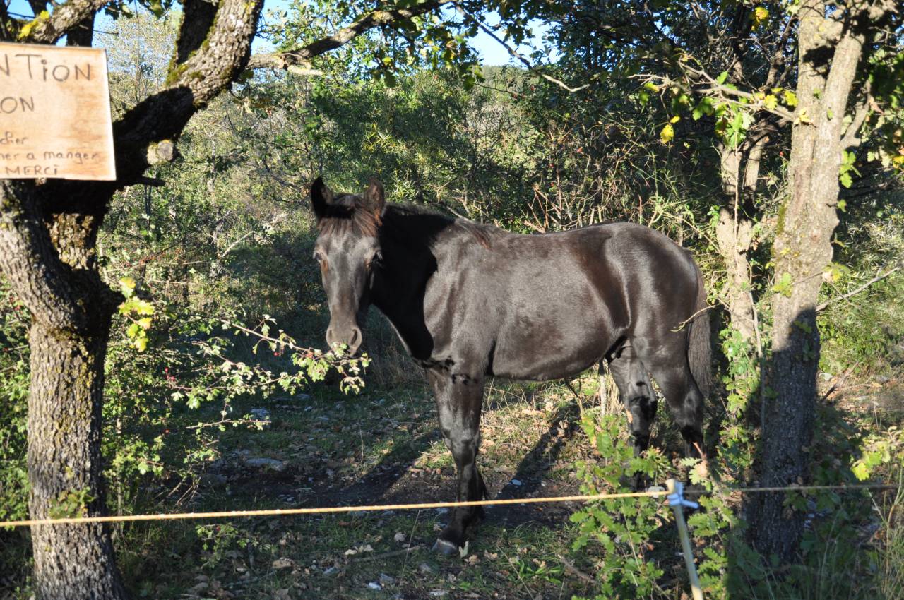 A Reserver Poulain Mérens male PHOENIX