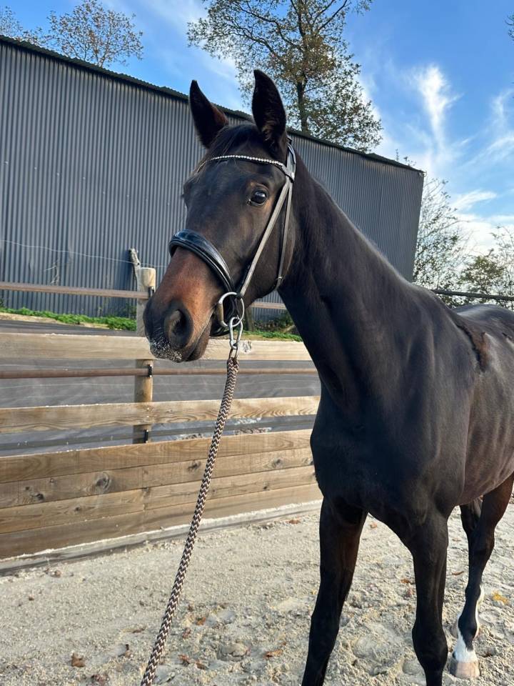 Jument 2 ans - Jovian 