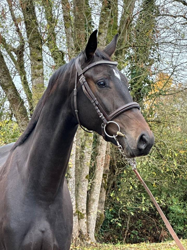 Très prometteur hongre 3 ans 