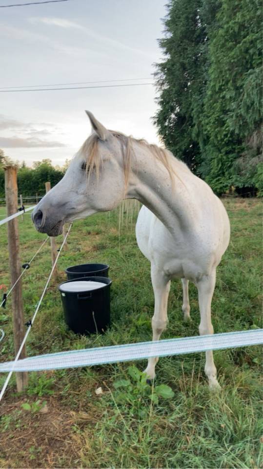 Jument pur sang arabe 