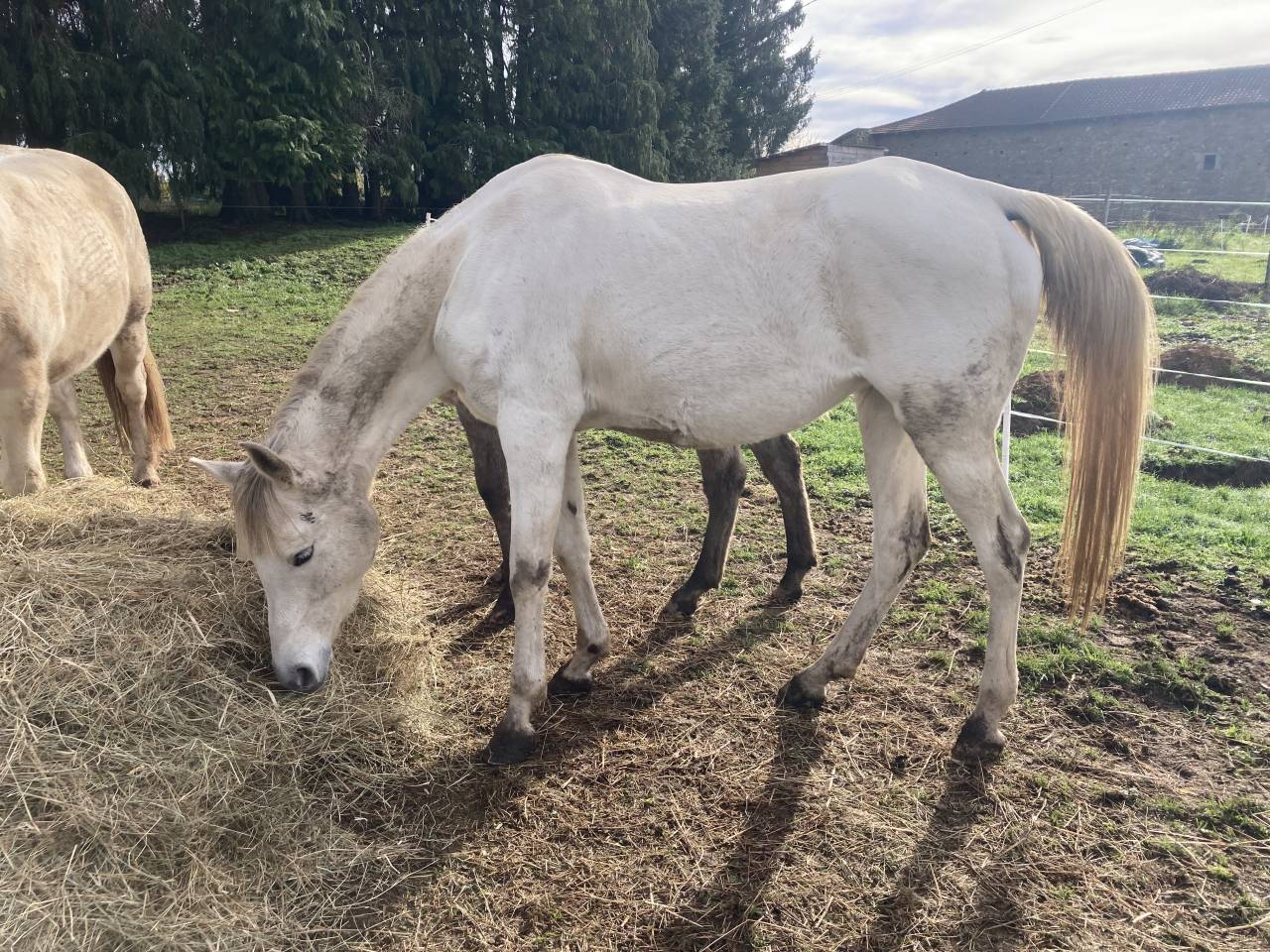 Jument pur sang arabe 