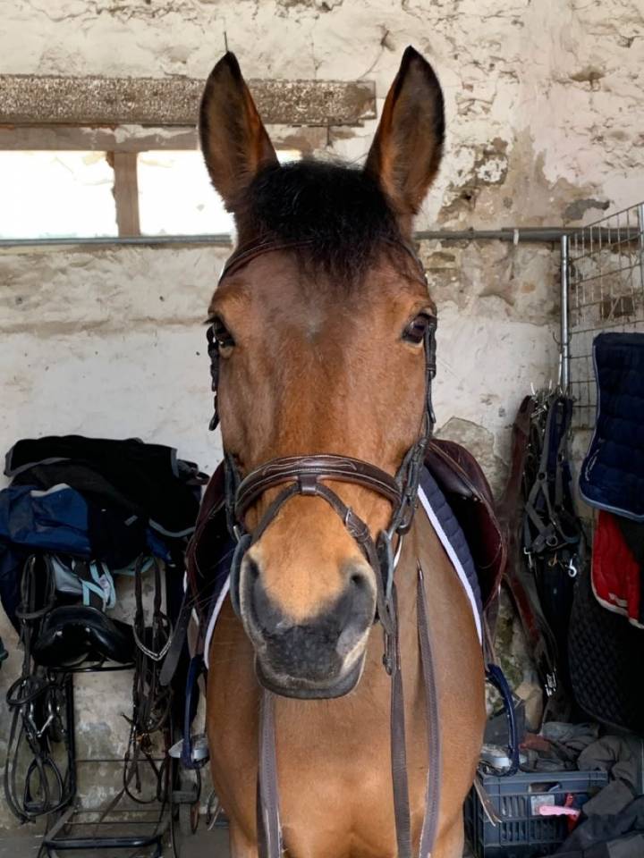 Ponette de sport à louer 