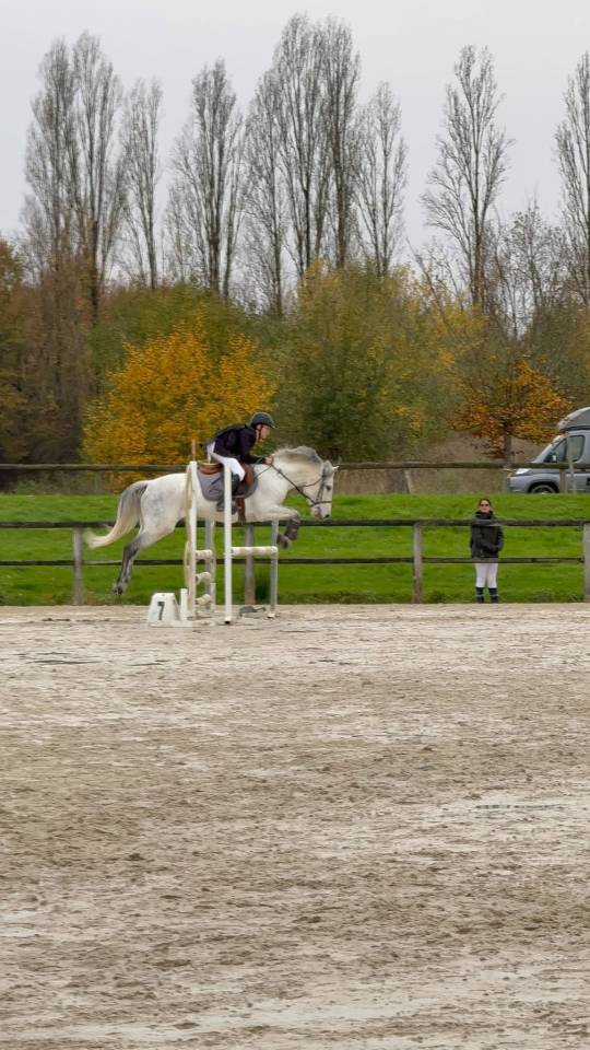Poney D pour compétition ou loisir